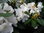 Rhododendron, yakushimanum im 7,5/10 ltr. Topf