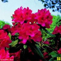 Rhododendron - Nova Zembla